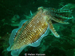 Cuttlefish Fish by Helen Hansen 